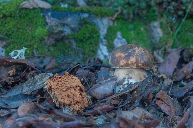 MAL Boletus aereus